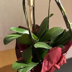 胡蝶蘭の画像