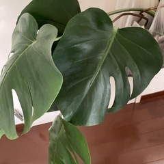 モンステラの画像