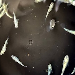 最新品種:レックウザ　稚魚〜成魚　メダカの画像