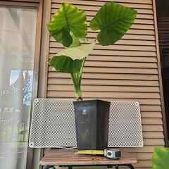 大　　アロカシアの画像