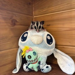 フクロウモモンガ2匹