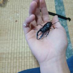 ノコギリクワガタ♂単の画像