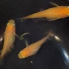 めだかの稚魚選別漏れの画像
