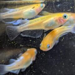 めだかの稚魚選別漏れの画像