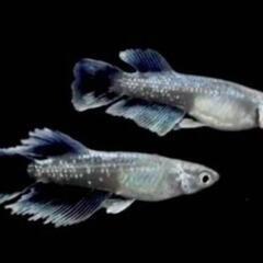 めだかの稚魚選別漏れの画像
