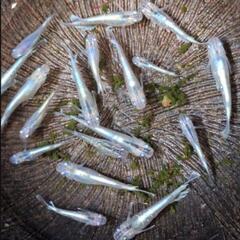 めだかの稚魚選別漏れの画像