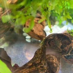 ミナミエビ 10匹の画像