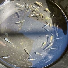 メダカMIXの画像