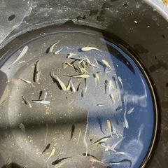 メダカMIXの画像