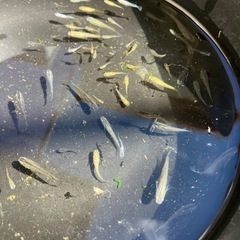 メダカMIXの画像