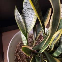 サンセベリア2 　の画像