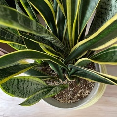 サンセベリア2 　の画像