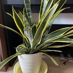 サンセベリア2 　の画像