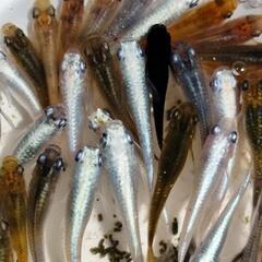 【めだか】ミックスめだか若魚　2〜3cm前後　30匹＋α　写真1枚目の画像