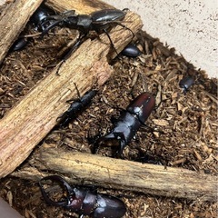 カブトムシ、クワガタの画像