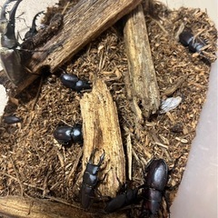 カブトムシ、クワガタの画像