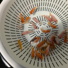 【完売】🌱【金魚】稚魚色付き２５匹・黒子１５匹＋おまけ匹の画像