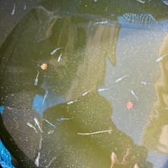 🉐レーブ稚魚10匹の画像