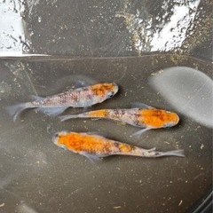 メダカ　若魚　ミナミヌマエビ　水草セットの画像