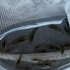 メダカ　若魚　ミナミヌマエビ　水草セットの画像
