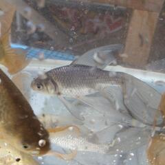 鉄魚 宮城県魚取沼産の画像