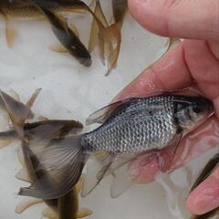 鉄魚 宮城県魚取沼産の画像