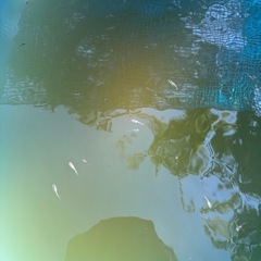 🉐宮桜稚魚15匹の画像