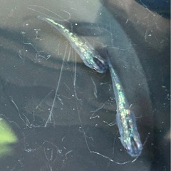 🐠オベリスクメダカ5匹の画像