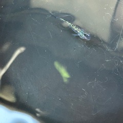 🐠オベリスクメダカ5匹の画像