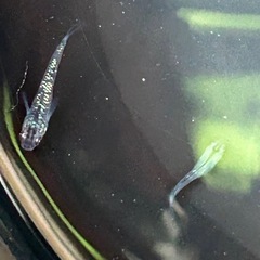🐠オベリスクメダカ5匹の画像