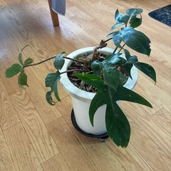 植木鉢稼働台の画像