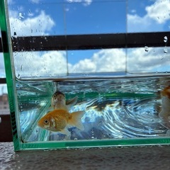 ピンポンパール 金魚 4匹セットの画像