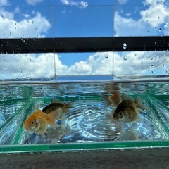 ピンポンパール 金魚 4匹セットの画像