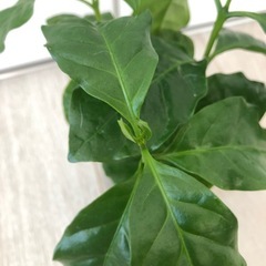 🪴観葉植物　『コーヒーの木　その②』ハイドロカルチャーの画像