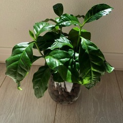 🪴観葉植物　『コーヒーの木　その②』ハイドロカルチャーの画像