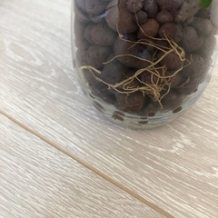 🪴観葉植物　『コーヒーの木　その②』ハイドロカルチャーの画像