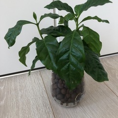 🪴観葉植物　『コーヒーの木　その②』ハイドロカルチャーの画像