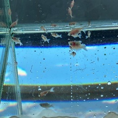 ピンポンパール 金魚 赤ちゃん 25匹まとめ売り　の画像