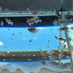 ピンポンパール 金魚 赤ちゃん 25匹まとめ売り　の画像