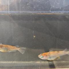 雲州三色 メダカ 針子15匹 幼魚10匹 各500円 ②の画像