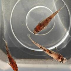 雲州三色 メダカ 針子15匹 幼魚10匹 各500円 ②の画像