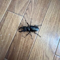 ミヤマクワガタペアの画像
