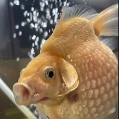 ピンポンパール 金魚 赤ちゃん 25匹まとめ売り　の画像