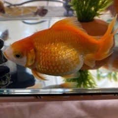 ピンポンパール 金魚 赤ちゃん 25匹まとめ売り　の画像