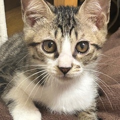 甘えん坊の福くんです🐈‍⬛