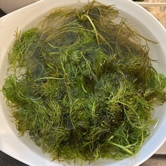 水草　アメリカンウォータースプライト　の画像