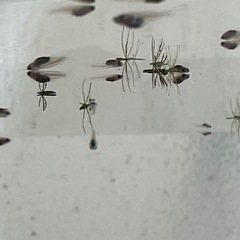 パンダメダカの画像