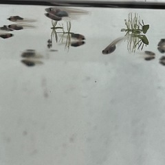 パンダメダカの画像