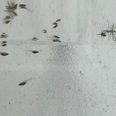 パンダメダカの画像