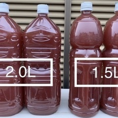 🐟メダカ・みゆき1匹20円②の画像
